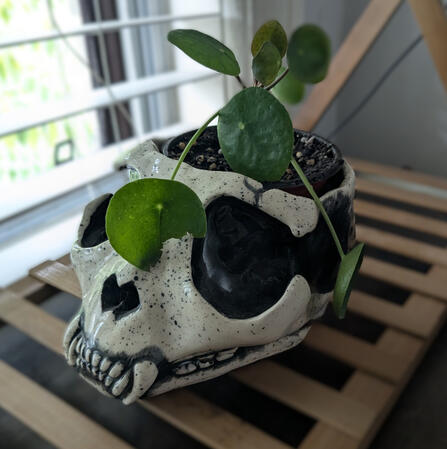 Hand-built ceramic cat skull planter, hand-painted and speckled in black and gray, created with white clay and clear glaze.